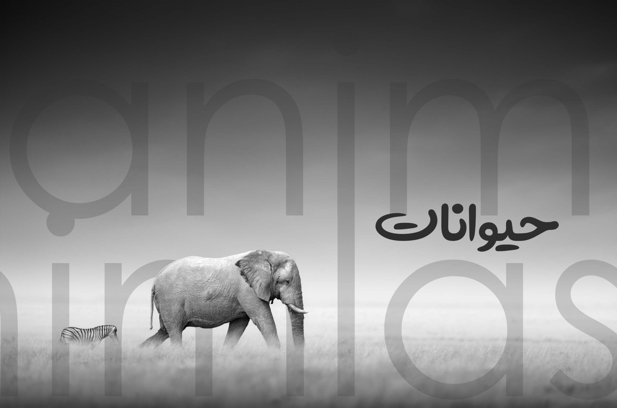 حیوانات