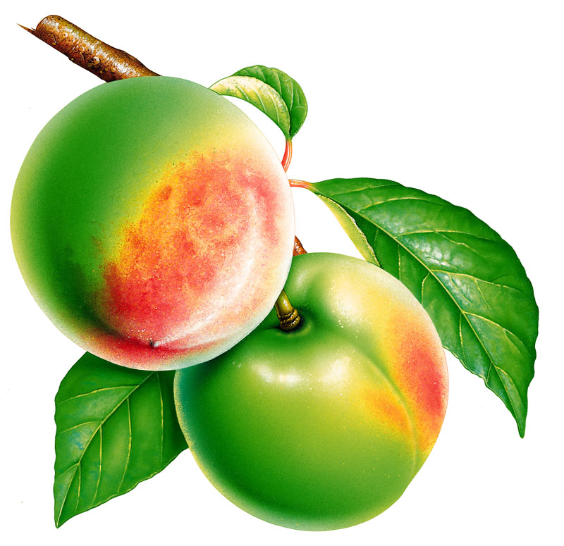 E 703